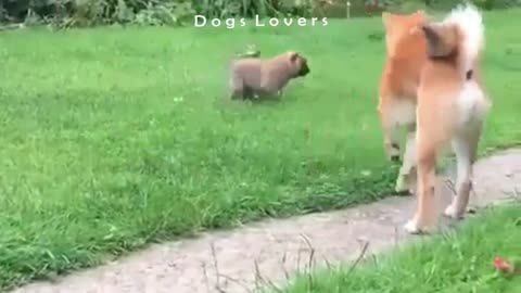 Little Dog Plays Comedy with Another