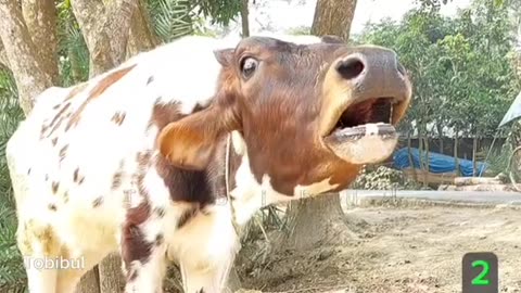 A cow is screaming strangely and she is feeling hungry
