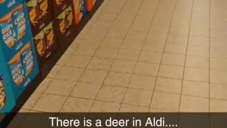 Deer Decides To Go Shopping At The Local Supermarket