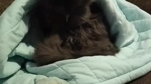 Kitty in a Coat