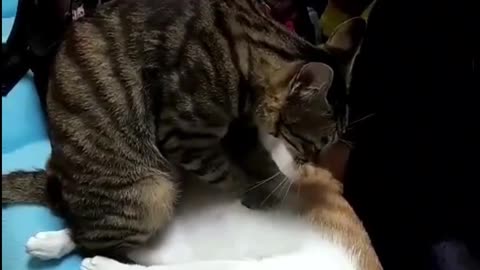 Cat Gives a Paw Massage