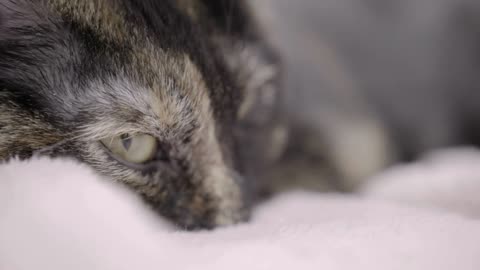 Sleepy cat looking up with bright green eyes