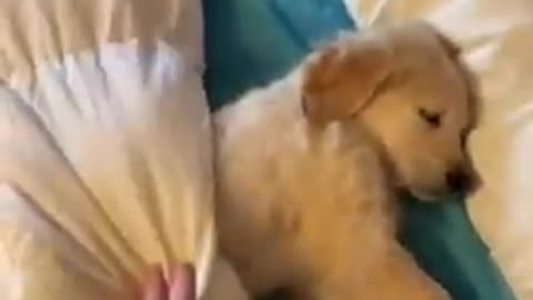 Puppy isn't get wake up||viral dog