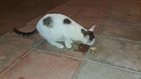 The street cat was very hungry. This cat is very beautiful