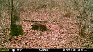 Four deer grazing