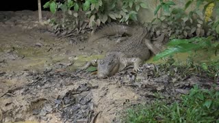 The alligator is calm to chase its prey