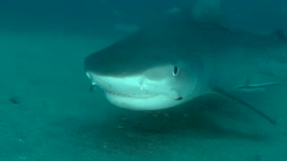 Scuba Diving With Tiger Sharks | Esso Bonaire Wreck Florida