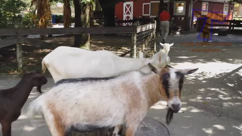 Funny KIDS vs ZOO ANIMALS are WAY FUNNIER video