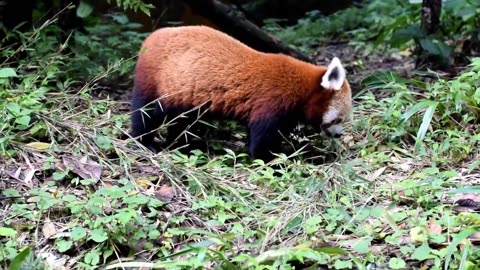 About The Red Panda