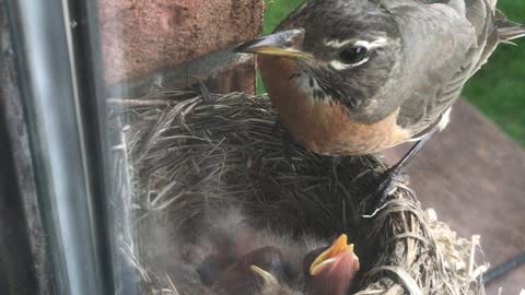 Feeding Time for Three Day Old Robins