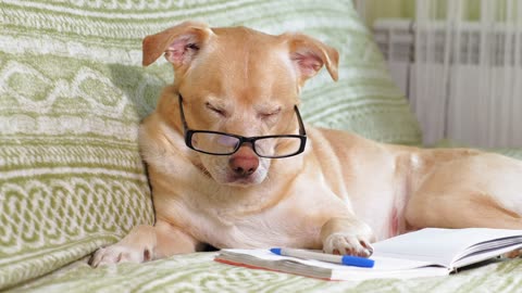 Labrador Dog Wearing Glasses Lying on the Bed