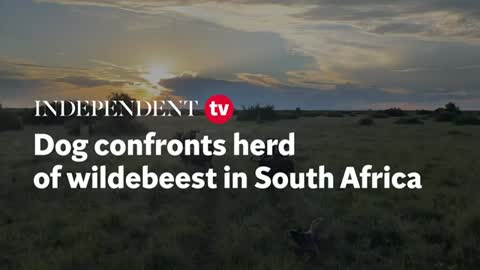 Dog confronts herd of wildebeest in South Africa_Cut.mp4