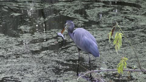 Great Blue Heron with a big cat fish