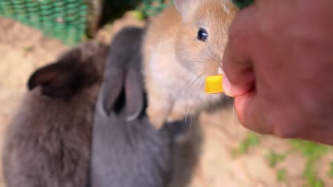 Feeding Cute Rabbit with Carrot from Human Hands