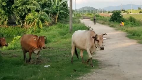 Funny Cow Sounds & Cow Video coming house evening time || cow sounds effect moo ||