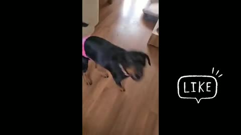 Funny Dog Compilation And Funny Dog Videos 2022