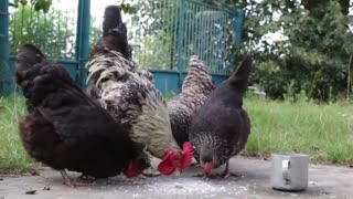 Look at them eating, it's cool, I love my chickens