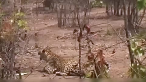 12 Leopard Encounters You Should Avoid Watching