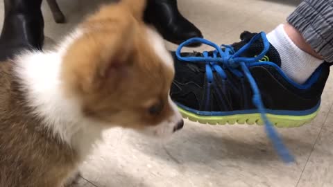 Corgi Puppy only wants to eat shoes and hop!