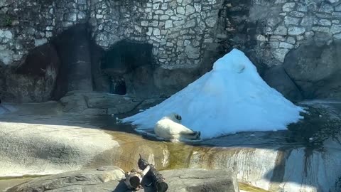 Polar bear not too crazy about hot summer days