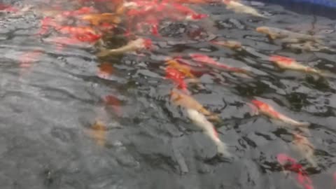 koi's in mirror's of the world bohol