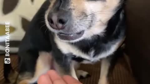 Dramatic dog refuse to spit out what she has in her mouth