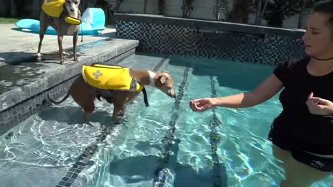 How to make dog become Aggressive instantly with training swim in pool