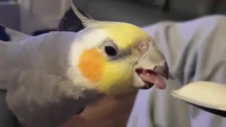 Owner teases cockatiel with promise of food