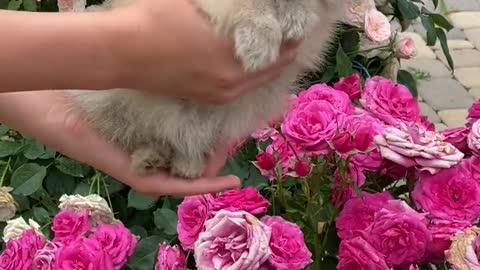 Cute cat in the middle of the flower