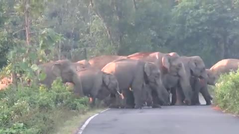 🐘 Elephant travelled on Indian Road