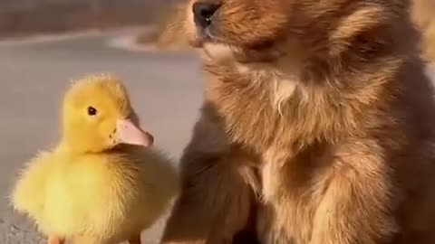 Puppy and duckling