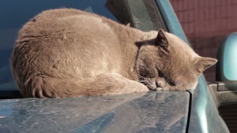 Sleeping Position Reveals About Their Health and Personality