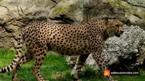 Wildlife Video l #Jaguar😍#wild