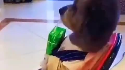The dog eats his juice