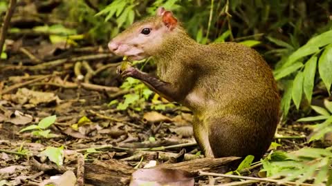 Roedor Comida Mamífero Fauna Animal