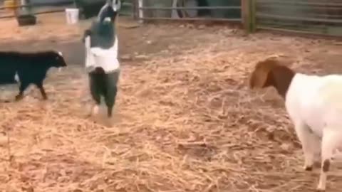 Funny animals dancing..
