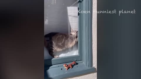 Funny animal video