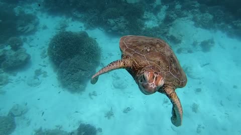 Turtle chows down on jellyfish