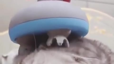 Funny Cat Enjoying Head Massage 2021 #0040#