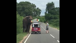 Elephant Knocks Over Car Like It's A Hot Wheels