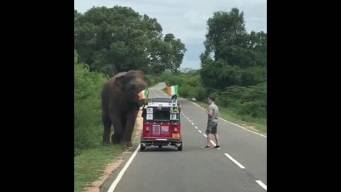 Elephant Knocks Over Car Like It's A Hot Wheels