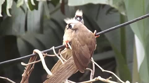 MOST BEAUTIFULL BIRDS!!!!