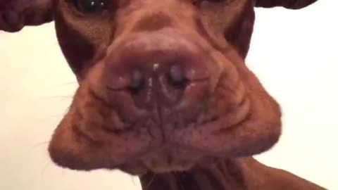 Precious Pooch Makes Goofy Face