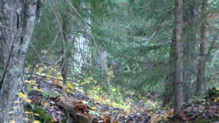 Cougar Close Encounter