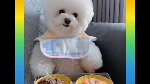 Cute and Funny Dogs Videos 2021
