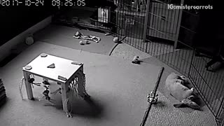 Grey rabbit in cage falls down on security camera
