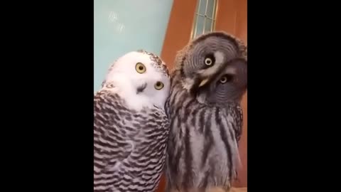 Funny Birds Video