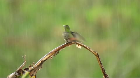 green bird perched on tree branch