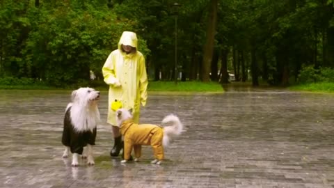 Dog jumping,cute dog