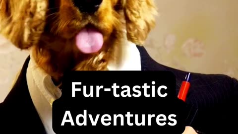 Fur-tastic adventures